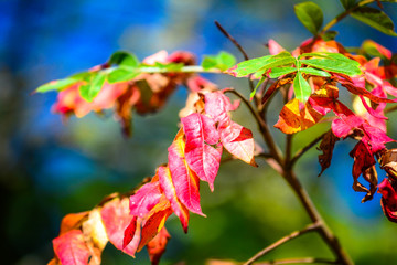 red maple leaves in autumn