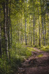 Obraz premium Beautiful green summer forest. Spring background, backdrop.