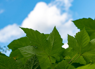 green maple leaves against a blue sky