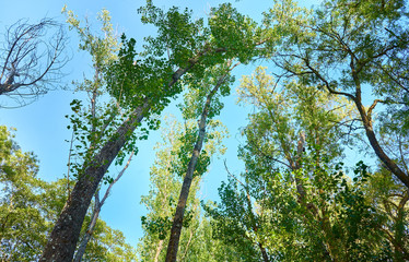 Summer landscape of trees with the sun's rays on their branches