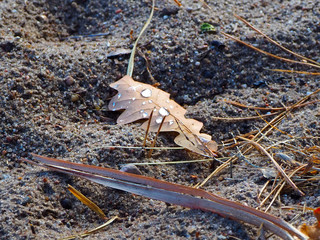 Herbst: Ein trockenes Eichenblatt liegt auf vom Tau feuchtem Boden, Wassertropfen perlen auf dem Herbstlaub