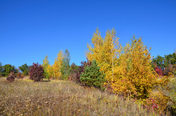 Fototapeta premium Autumn landscape. Yellow, red and green tree leaves. Yellow birch trees.