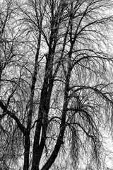 Black Tree Silhouette in Winter