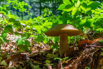 Large porcini mushrooms in the forest. Valuable culinary ingredient