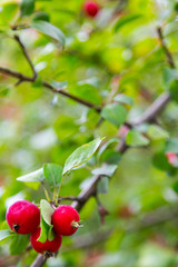 Obraz premium Apple tree branch with fruits. mid-August.