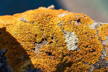 Detail of fungus on the bark of a tree. The bark of trees is often used for placement of plant parasites, including mosses, fungi and lichens.