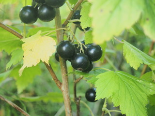 Ripe bunches of black currant berries. Gardening.