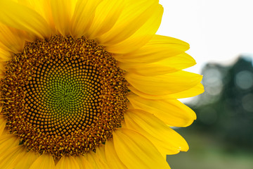 Naklejka premium Mammoth sunflower off center with a nice bokeh background. Close up detail of the flower head.