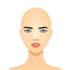 Main branches of the trigeminal nerve, vector medical illustration