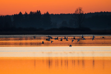 Ptaki odlatują o zachodzie słońca - przeloty łabędzi niemych (Cygnus olor) - obrazy, fototapety, plakaty