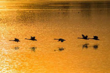 Łabędzie Cygnus olor odlatują o zachodzie słońca © PeterG