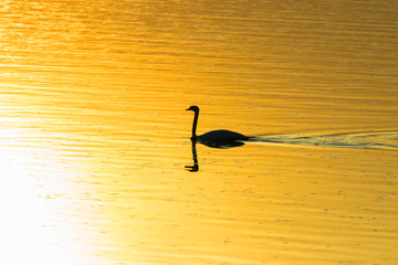 Samotny łabędź niemy Cygnus olor płynie w stronę słońca - zachód słońca na stawie © PeterG