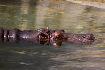 Hippopotamus swimming