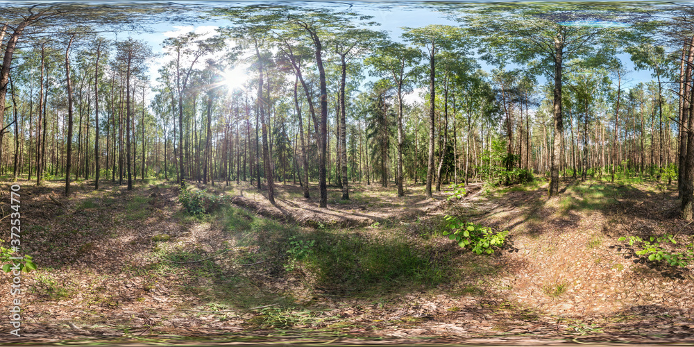 Wall mural full spherical hdri panorama 360 degrees angle view in pinery forest in equirectangular projection. 