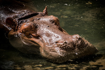 Hippopotamus swimming