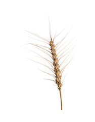 ear of rye on isolated white background