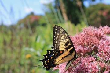 butterfly on a flower