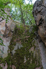 Trees on the edge of a mossy cliff in the forest.