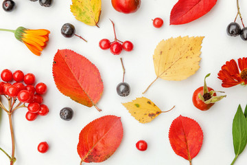 Autumn floral composition. Plants viburnum rowan berries dogrose fresh flowers colorful leaves isolated on white background. Fall natural plants ecology wallpaper concept. Flat lay, top view