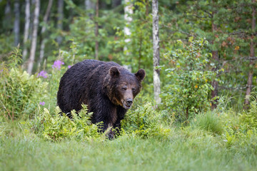 Plakat Large brown bear ursus arctos coimg out of dense green vegetation forest, Finland