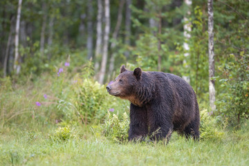 Large brown bear ursus arctos standing in front of green boreal forest, Finland