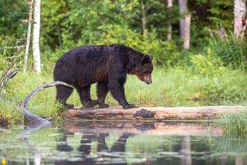 Brown bear Ursus arctos in boreal forest walking crossing over treetrunk over river with green background, Finland