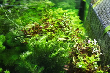 Green aquatic plants for aquarium 