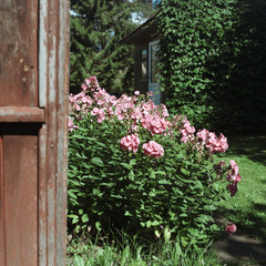 Fototapeta na wymiar Phloxes in a yard