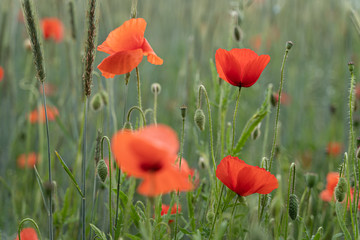 Obraz premium Poppies in a wheat field