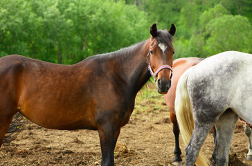Fototapeta premium The adult bay trotter is standing in the herd in outdoors.