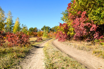 Fototapeta na wymiar Autumn landscape. Yellow, red and green tree leaves. Yellow birch trees.