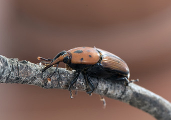 Rhynchophorus ferrugineus asian sago palm weevil beetle of large size and red color on reddish...