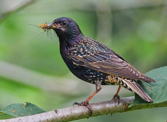 Star mit Insekten im Schnabel