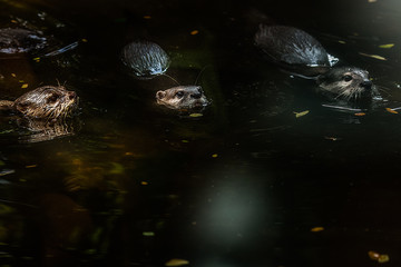 Small clawed playing in the water
