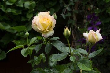 Beautiful pale yellow and white cream roses bloom in the garden of a private house. Dew drops on the leaves.