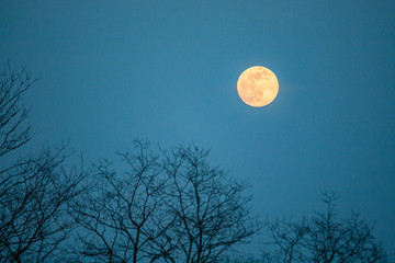 Fototapeta premium Lune