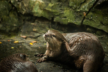 Small clawed playing in the water