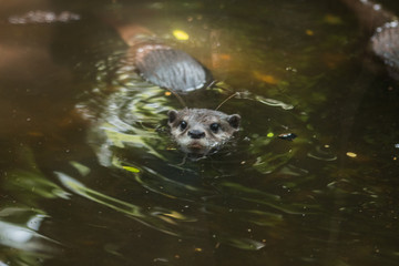 Obraz premium Small clawed playing in the water