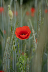 Obraz premium Poppies in a wheat field