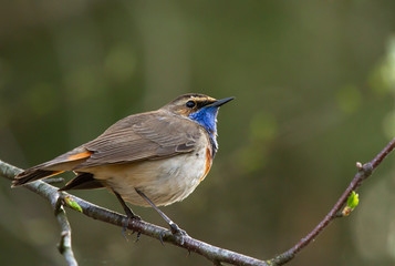 Bluethroat (Luscinia svecica) on the branch