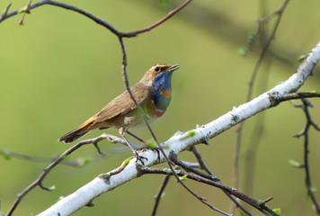 Bluethroat (Luscinia svecica) on the branch