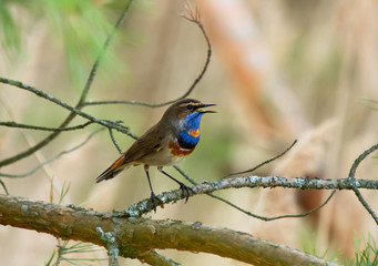 Bluethroat (Luscinia svecica) on the branch