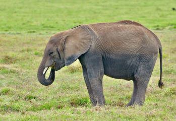 Young elephant (Loxodonta africana) feeding on grass in the open savannah of Amboseli National Park, Kenya.  Copy space. 
