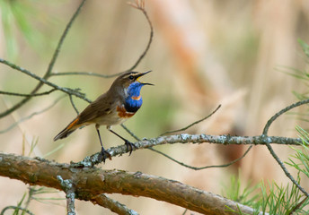 Bluethroat (Luscinia svecica) on the branch
