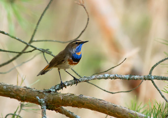 Bluethroat (Luscinia svecica) on the branch