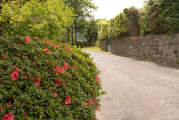 Blooming Vireya bush by the asvalt road with a stone fence and a door