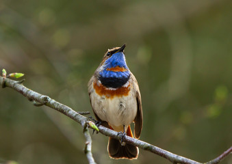 Bluethroat (Luscinia svecica) on the branch