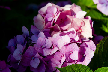 Obraz premium lilac flowers in the garden