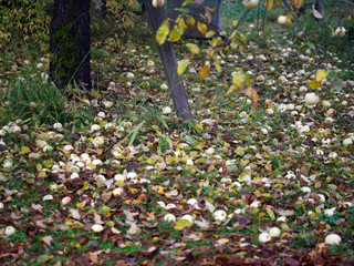 orchard with fallen apples