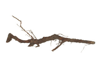 Fototapeta premium Root of old tree isolated on white background.